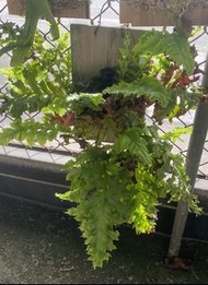綴化連珠蕨已上板實拍照