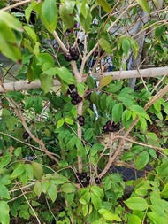 Cây 🌲 Nho Thân Gỗ 12 vụ đang trái 1m8