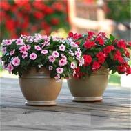 適用於花園、草地和景觀美化 四季花卉種子野花種子（矮牽牛）