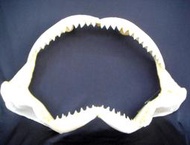 [公牛鯊嘴牙]43.5公分公牛鯊魚嘴..專家製作雪白無魚腥味!..是標本也是掛飾.!. #2.435275