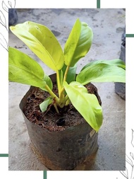 orlando.  lemon lime .[ESTABLISHED] LIVE PLANT. WELL ROOTED AND STABLE