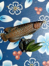 Kaiyodo Yujin 日本限定 原色淡水魚圖鑑 龍魚 特別隱藏版