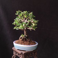 日本紅花一號長壽梅  獨幹老樁 小盆景❇️  連盆  Plant Bonsai 植物  盆栽 年花 小樹 花草 實拍 禮物 gift  "Chaenomeles Japonica"