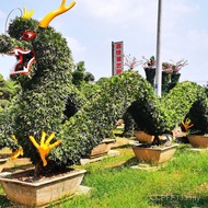 Styling Tree Animal Black Pine Female Zhenjin Ji Xingdao Five-Needle Pine Greening Golden Oil Pine S