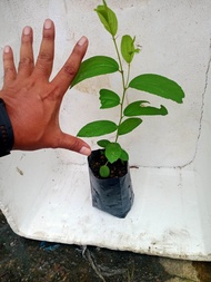 pokok bidara perubatan Islam saiz kecil