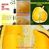 Pokok Durian MUDR 88 ( D190) 4 kaki tinggi 4feet tall