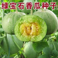 Emerald Melon Seed Green Skin Four Seasons Balcony Authentic Melon Seed #Emerald Green Skin Melon Se