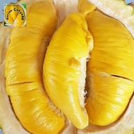 durian musang king utuh/bulatan
