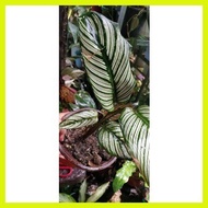 ♞Calathea White Star for Collectors