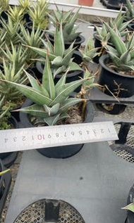 步行者 (多肉植物，塊根植物，球根植物，龍舌蘭，大型多肉植物，仙人掌，仙人球，仙人頭，石化，綴，菊水，海鮮，草球，牡丹，玉露，室內外，戶外，夠光)