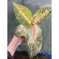 RARE AGLAONEMA HARLEQUIN