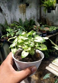 MURAH!! Tanaman hias syngonium mini - syngonium mini