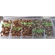 PART 7 / PER DOZEN flat buttons and shell diamonds