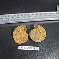 Ammonite MADAGASCAR PAIR OF ORIGINAL