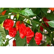 7 post rim chili seedling