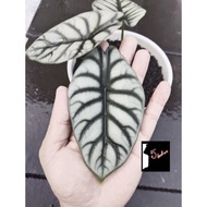 StR#21 Size Rem tanaman hias alocasia silver dragon asli rawatan