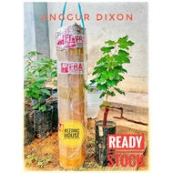 Anggur Dixon Anak Pokok Anggur Malaysia Anggur Manis Ready Stock Manis Anggur Juicy Dixon Grape