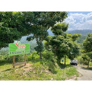 V Life VLife Glory Guava Leaves Tea Teh Daun Jambu Batu 4 Free 1 Small (15 Tea Bag)