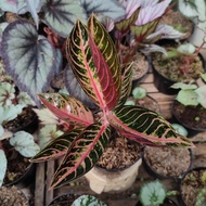 aglonema red sumatra remaja hias