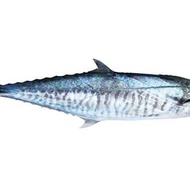 IKAN TENGGIRI UTUH/IKAN TENGGIRI SEGAR/DAPOER MATEEP