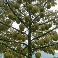 Baja khas untuk pokok durian berbuah lengkap npk 3in1 pek jimat 700gram