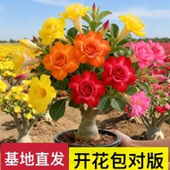 [New Product]Desert Rose Double Petal Large Flower Fragrant Succulent Rose Plant Four Seasons Easy t