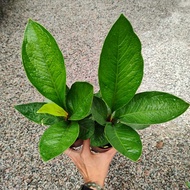90s Greenovation Live Plant Anthurium Jungle bush P110 聚宝盆