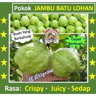 Anak Pokok Jambu Batu LOHAN GU16 罗汉番石榴 树苗 Sapling Guava LOHAN