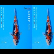 Ikan Koi Showa Import Isa Koi Farm Putraanson