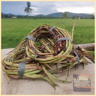 ☾ ❦ ◵ Takway/Daludal/Ugat ng Gabi from Capiz 1kg