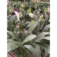 Spathiophyllum Wallisii (Peace Lily) real live plant free organic fertiliser 0.5kg free organic premium soil 3kg