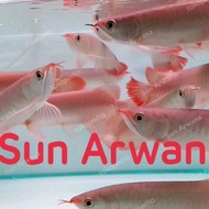 Arwana Super Red Asli terbaik gen chili blood