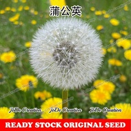 Benih Bunga Dandelion / Dandelion Flower Seed / 蒲公英种子
