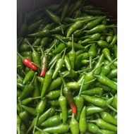 Cili Api Centil / Kampung