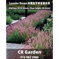 Laveder Rosea 2 Seeds 玫瑰色罗希亚薰衣草2粒(Full Sun, 18-22 Weeks, Plant Height: 38-52cm)