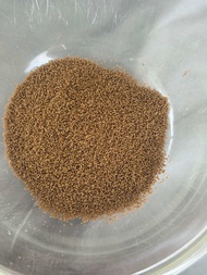High protein Guppy Feed - 1cm up can eat [ Growth • Color • Health ]
