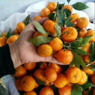 bibit pohon jeruk santang madu / jeruk manis