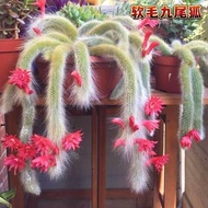 [90% Praise Rate] Long-Haired Nine-Tailed Fox Succulents Soft-Haired Cactus Flowering Monkey Tail Of