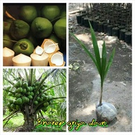 Bibit kelapa panwangi