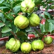 Anak Pokok Jambu Kristal Hybrid Cepat Berbuah