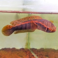 Ikan Channa Red Barito Grade A 7-8Cm