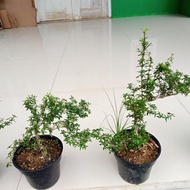 Ready Tanaman Bonsay Mini | Tanaman Serut | Tanaman Bonsai Best