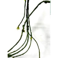 -Artificial Vines Branches flowers arrangement home decor garden Afoil0117