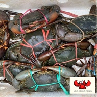 Fresh Mud Crab | Ketam Nipah Segar | 螃蟹