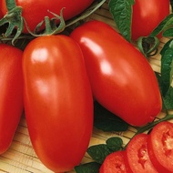 Tomato Zyska Dwarf Compact 25 Seeds Beginner Friendly Easy Grow
