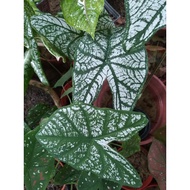 caladium/bicolor/alocasia