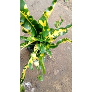 Pokok Puding THAI@PUTUS KASIH HIJAU KUNING/ Croton Live Plant