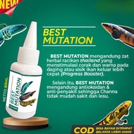 Obat Mutasi Ikan channa BEST MUTATION Vitamin Ikan Channa Maru Barca