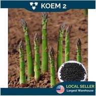 Asparagus Seeds Pack / Vegetables Seeds Pack
