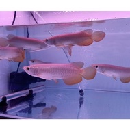 ikan arwana golden red HB bluebase size 16-20cm
